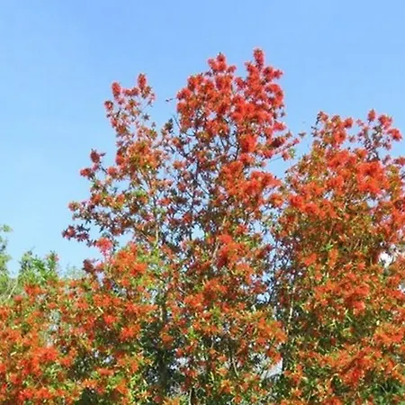 Grey Gables 5* Innishannon